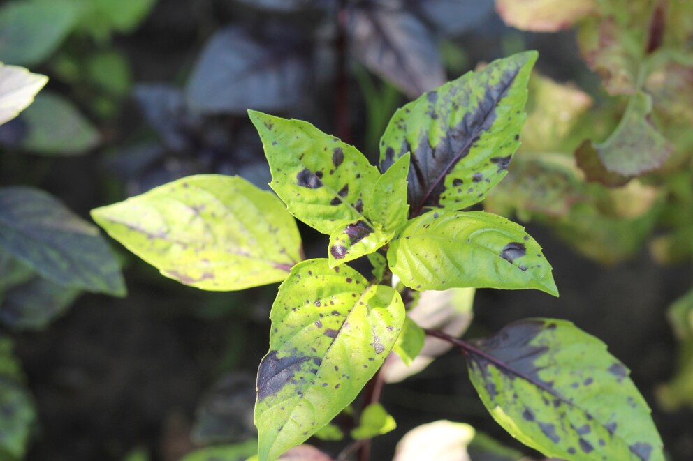 Septoria leaf spot disease is caused by fungi