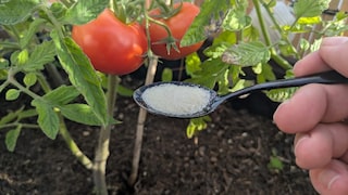 Ein Trick aus dem Internet verspricht Tomatenwachstum durch Gelatine