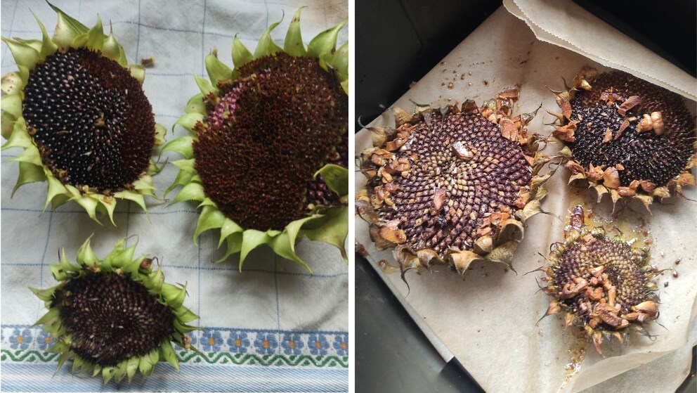 Sunflower heads prepared (left) and marinated from the air fryer (right)