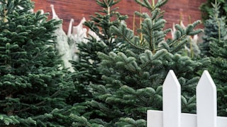 Weihnachtsbäume