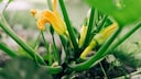 Manchmal wachsen an Zucchini zwar Bl&uuml;ten, aber keine Fr&uuml;chte. Das kann mehrere Ursachen haben.