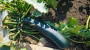 Beim Anpflanzen von Zucchini kann man einen mitunter gef&auml;hrlichen Fehler machen