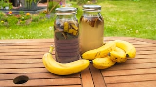 Bananenschalen sollte man nicht sofort im Müll entsorgen, man kann Dünger daraus herstellen