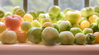 Im Herbst reifen Tomaten im Garten, auf dem Balkon oder dem Gewächshaus nicht mehr. Man sollte sie trotzdem ernten und nachreifen lassen.