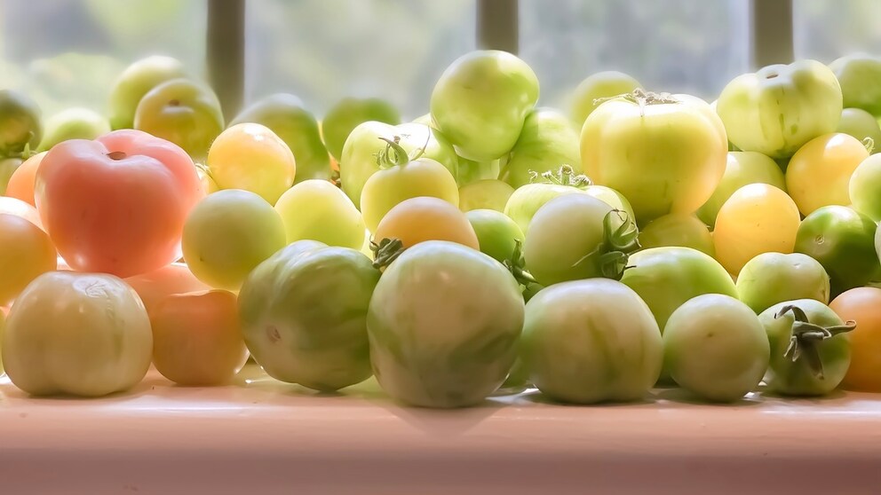 Im Herbst reifen Tomaten im Garten, auf dem Balkon oder dem Gewächshaus nicht mehr. Man sollte sie trotzdem ernten und nachreifen lassen.