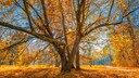 Ein goldener Oktober wirkt sich nicht nur auf unser Gem&uuml;t, sondern auch auf unseren Garten aus