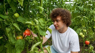 Rollen sich die Blätter der Tomate ein, kann das auf Stress hindeuten