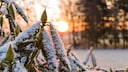 Der Rhododendron ist sowohl im Sommer als auch im Winter eine Sch&ouml;nheit im Garten