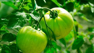 grüne Tomaten