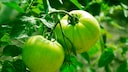 gr&uuml;ne Tomaten
