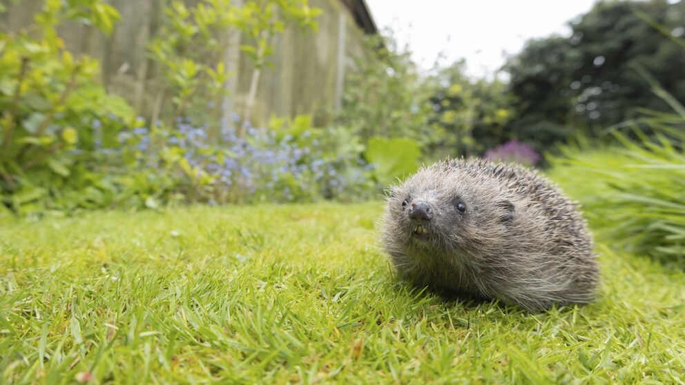 Achtung, stachelig! Es kann schon mal passieren, dass man im Garten Besuch von einem Igel bekommt