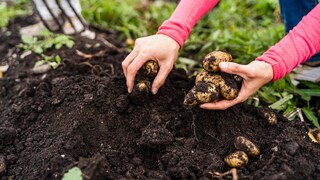 Im Herbst kann man Kartoffeln im Garten ernten. Was sollte man bei der Lagerung beachten?