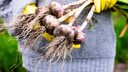 Richtiger Zeitpunkt, um Knoblauch anzupflanzen