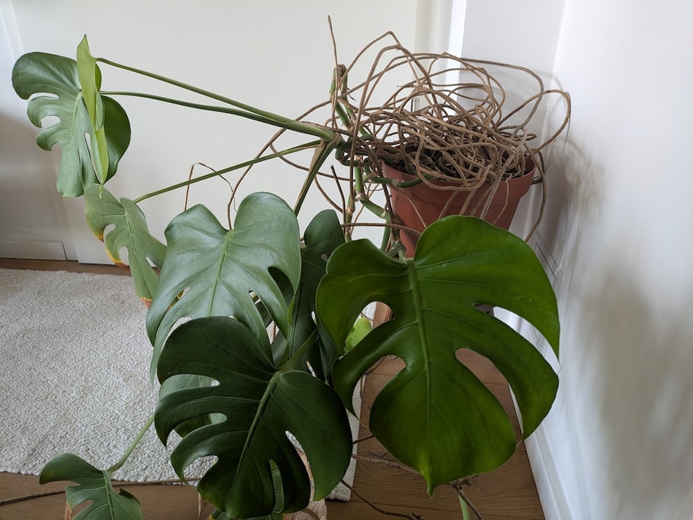 liguster geruch Wintergrüner Liguster (Ligustrum vulgare 'Atrovirens') | 125-150 cm mit  Wurzelballen main image 0