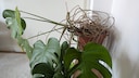 Luftwurzeln geh&ouml;ren zu einer Monstera dazu. Kann man sie abschneiden?
