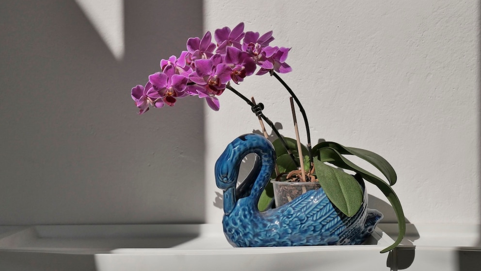 Ein heller Standort ist essenziell, damit Orchideen wachsen und gedeihen können