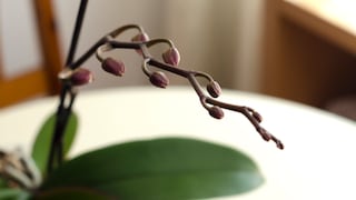Wenn eine Orchidee Knospen verliert, liegt das meist an falscher Pflege.