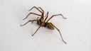 Die gro&szlig;e Hausspinne wirkt besonders bedrohlich. Aber es gibt Pflanzen, die Spinnen vertreiben k&ouml;nnen.