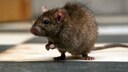 Ratte