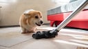 Hund beim Hausputz