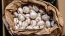 Lagert man Champignons falsch, verderben sie besonders schnell
