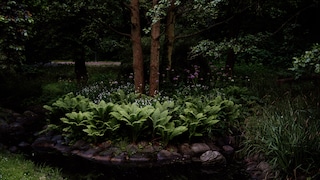 Dunkle Ecken Garten