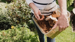 Kaffeesatz lässt sich auch im Garten sinnvoll verwenden – aber nur, wenn man es richtig macht