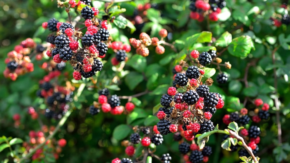 Mit der richtigen Planung kann man den ganzen Sommer über leckere Beeren ernten