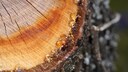 Baumharz ist eine klebrige Substanz, die von B&auml;umen als Schutzmechanismus bei Verletzungen oder zur Abwehr von Sch&auml;dlingen produziert wird
