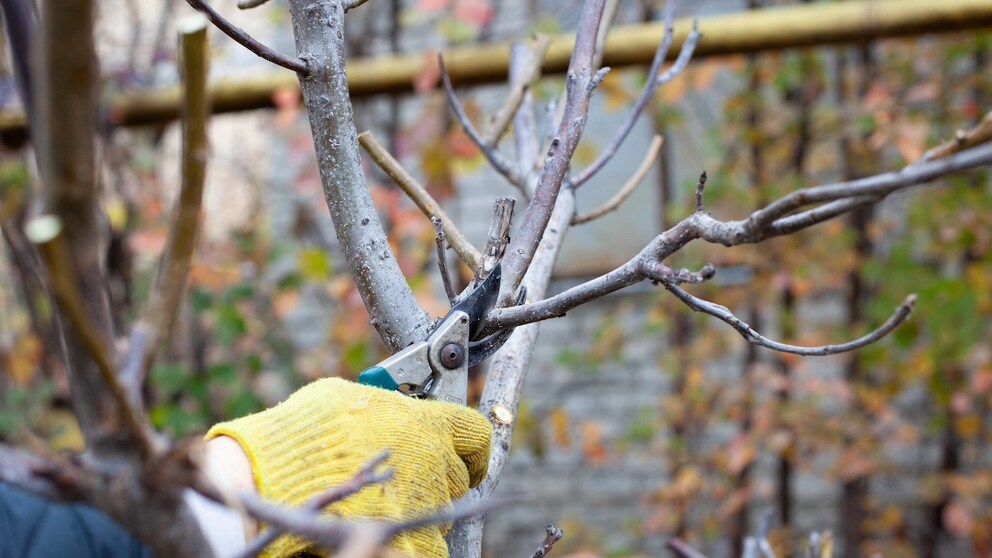 Gehölze Oktober schneiden