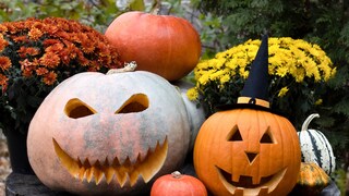 Schneidet man Fratzen in Kürbisse, kann das witzig aussehen. Der Nachteil ist jedoch, dass sie schneller verderben