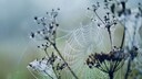 Staude im Herbst
