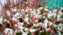 Besonders im Winter ist Heidekraut eine beliebte Pflanze. Sie wird auch Winterheide genannt.