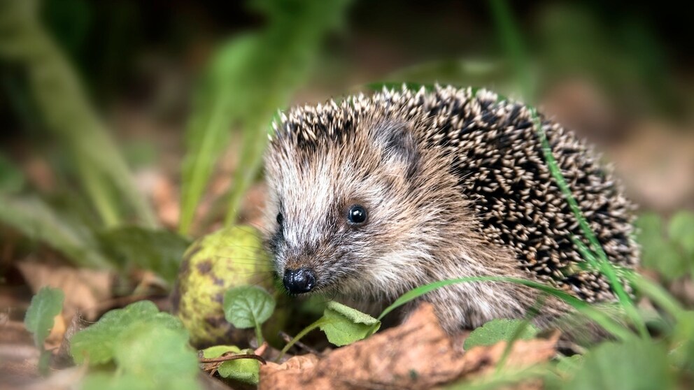 Igel im Garten