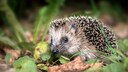 Igel im Garten