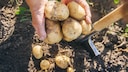 Kartoffeln