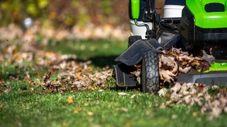Laub auf dem Rasen
