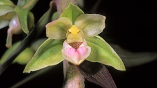 Orchidee des Jahres 2026