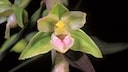 Orchidee des Jahres 2026