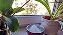 Schale Salz Fensterbrett
