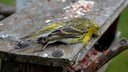 Toter Vogel