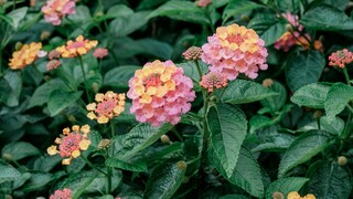 Wer Wandelröschen wie dieses übewintern möchte, muss auf ideale Pflege und Standort achten.