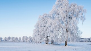 Der erste Dezember soll laut Bauernregel die kommenden vier Wochen voraussagen – was ist dran?