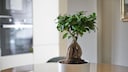 Der Ficus Ginseng ist ein guter Bonsai f&uuml;r Anf&auml;nger