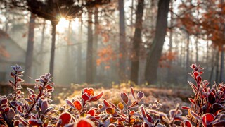 Ein klarer und kalter November soll einen milden Januar voraussagen. Stimmt das tatsächlich?