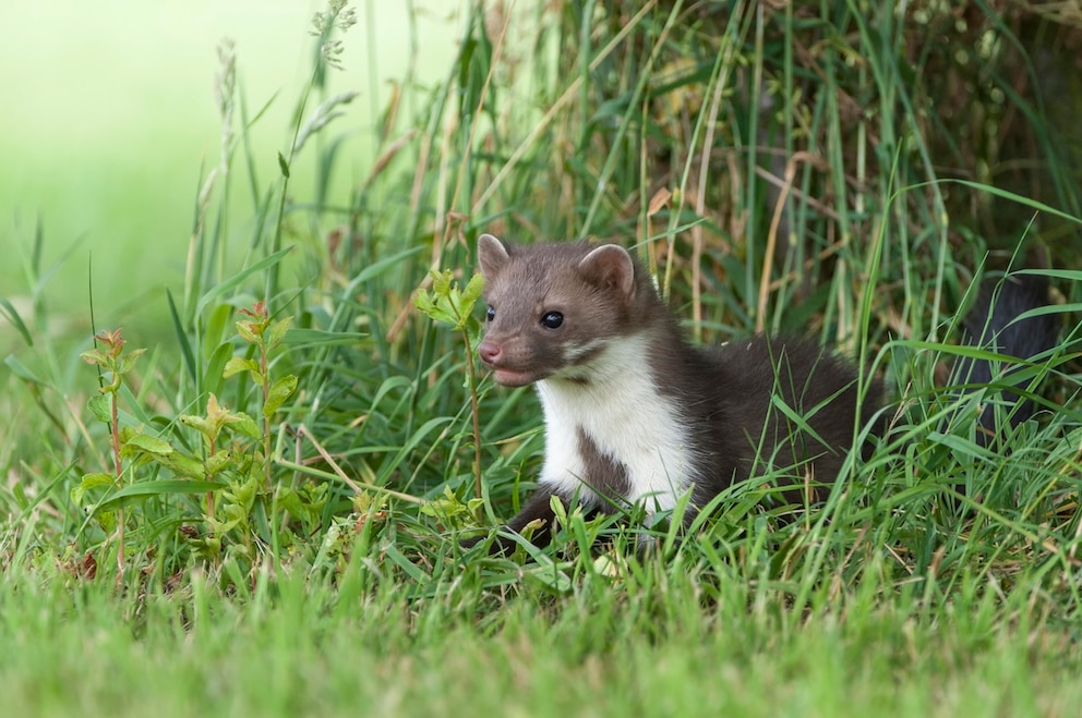 Es gibt viele optische Merkmale, die Steinmarder von Baummardern unterscheiden. Am besten gelingt es, die Tiere auseinanderzuhalten, wenn man auf das Fell achtet. Steinmarder besitzen ein helleres Fell und inmitten ihres wei&szlig;en Brustfells befindet sich ein dunkler Fleck