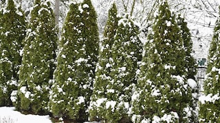 Auch die Thuja gehört zu den Koniferen und benötigt Pflege im Winter