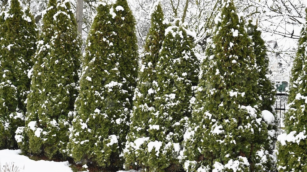 Auch die Thuja gehört zu den Koniferen und benötigt Pflege im Winter
