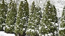 Auch die Thuja geh&ouml;rt zu den Koniferen und ben&ouml;tigt Pflege im Winter