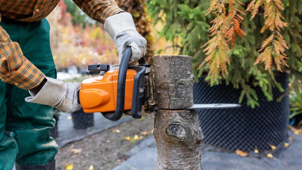 Darf man direkt zur Kettensäge greifen, wenn ein Baum im Garten zu groß wird?